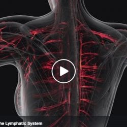 What does our Lymphatic System do?